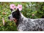 Australian Stumpy Tail Cattle Dog Puppy for sale in Coats, NC, USA