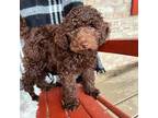 Labradoodle Puppy for sale in Adolphus, KY, USA