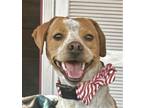 Adopt Freckles - Fostered in SE Nebraska a Beagle, Boxer
