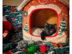 Adopt Midnight a Abyssinian