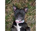 Adopt Martha A-16 AVAILABLE a Pit Bull Terrier