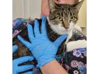 Adopt Queeny a Domestic Short Hair