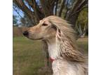 Afghan Hound Puppy for sale in Amboy, IL, USA