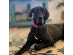 Adopt Stormy a Great Dane