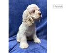 English Toy Cocker Spaniel Puppy for sale in Springfield, MO, USA
