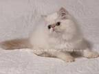 Now Ready For My New Home
My Name Is Angel I Am A Pureblood Himalayan FlameLynx Point Female Born 8122022 I Am Rambunctious And Bold Play With Me I Am