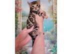 Bengal gorgeous kittens available now