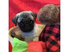 Pug Puppy for sale in Lookout, WV, USA