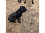Cane Corso Puppy for sale in Blackwell, OK, USA