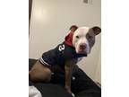 Adopt Omega a Tan/Yellow/Fawn - with White American Pit Bull Terrier / Mixed dog