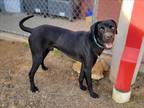 Adopt HUGO a Black Great Dane / Mixed dog in Plano, TX (36621744)