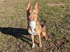 Adopt BRANDON a Brown/Chocolate - with White Pharaoh Hound / Mixed dog in Plano