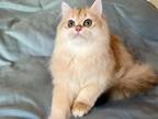 British Longhair Kitten TICA Registered