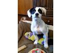 Adopt Vera a White - with Black Dachshund dog in Colorado Springs, CO (36621303)