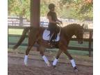 Beautiful athletic Welsh cross mare