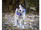 Adopt Floyd a Black - with White Australian Cattle Dog / Blue Heeler / Mixed dog