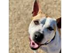 Adopt Charlotte a Tan/Yellow/Fawn Mixed Breed (Medium) / Mixed dog in Dallas