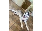 Adopt loki a Gray/Silver/Salt & Pepper - with White Husky / Mixed dog in