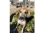 Adopt Sadie a Black Hound (Unknown Type) / Beagle / Mixed dog in Newport News