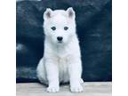 Siberian Husky Puppy for sale in Fairfax, VA, USA