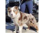 Australian Shepherd Puppy for sale in Kalispell, MT, USA