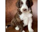 Australian Shepherd Puppy for sale in Troy, SC, USA