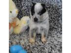 Australian Stumpy Tail Cattle Dog Puppy for sale in Checotah, OK, USA
