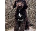 Labradoodle Puppy for sale in Jacksonville, VT, USA