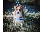 Adopt Astro a Jack Russell Terrier