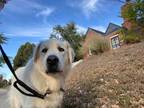 Adopt Snow Trooper a Great Pyrenees