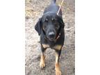 Adopt Flashette a Black and Tan Coonhound