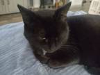 Adopt Kitty cat black a American Shorthair