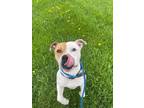 Adopt Bronco a White - with Tan, Yellow or Fawn Boxer / Mixed dog in Niagara