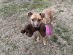 Adopt ETTA a Pit Bull Terrier, Mixed Breed