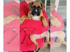 Boxer PUPPY FOR SALE ADN-507530 - AKC FAWN BOXER PUPPIES