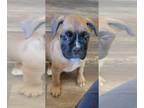 Boxer PUPPY FOR SALE ADN-507531 - AKC FAWN BOXER PUPPIES