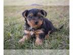 Yorkshire Terrier PUPPY FOR SALE ADN-507572 - AKC Yorkshire Terrier Puppies For