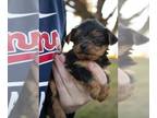 Yorkshire Terrier PUPPY FOR SALE ADN-507573 - AKC Yorkshire Terrier Puppies For