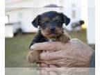 Yorkshire Terrier PUPPY FOR SALE ADN-507575 - AKC Yorkshire Terrier Puppies For