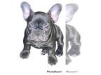 French Bulldog PUPPY FOR SALE ADN-507821 - Female Frenchies Available Now