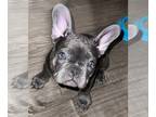 French Bulldog PUPPY FOR SALE ADN-507822 - Female Frenchies Available Now