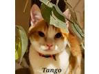 Adopt Tango A Tabby, Tuxedo