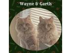 Adopt Wayne & Garth a Maine Coon, Norwegian Forest Cat