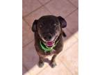 Adopt Tiger a Pit Bull Terrier, Border Terrier