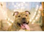 Adopt Roo a Staffordshire Bull Terrier