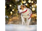 Adopt Noodle a Jack Russell Terrier
