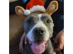 Adopt Daisy a Pit Bull Terrier, American Staffordshire Terrier