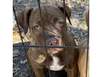 Adopt BROWNIE a American Staffordshire Terrier