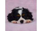Cavalier King Charles Spaniel Puppy for sale in Marlin, TX, USA