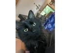 Adopt Pharaoh a All Black Domestic Mediumhair / Mixed (medium coat) cat in